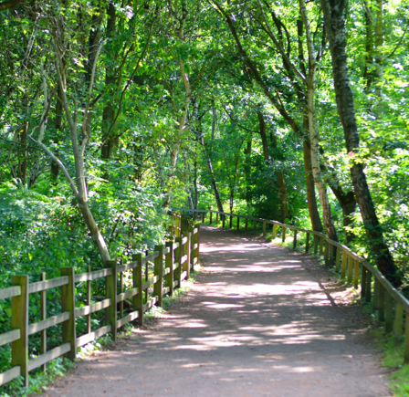 <strong>SHERWOOD FOREST CIRCULAR</strong>